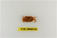 藏品(字紋弓蟹)的圖片